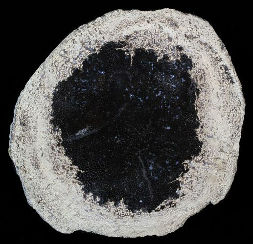 Petrified Palmwood (Palmoxylon) Slab - Texas #63176